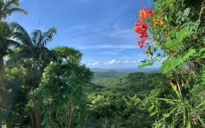 Returning to Nature: Why the Natural World Is Essential for High-Profile Well-Being